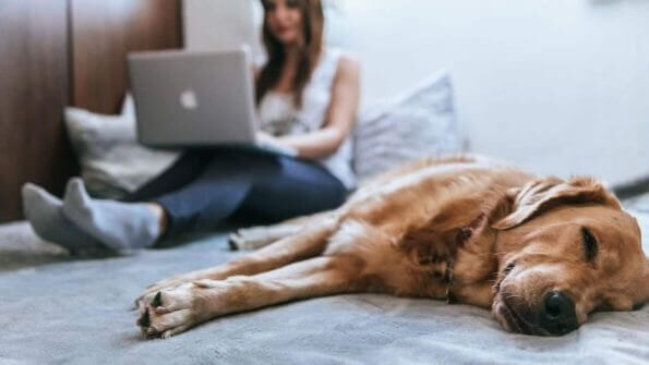 Pet Marketplaces on viber