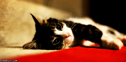 Cat Couldn't Care Less
