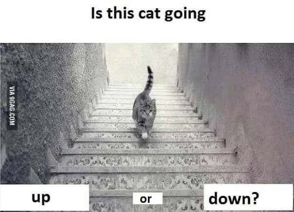 #CatStairs