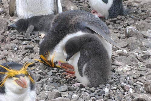 Macquarie Island