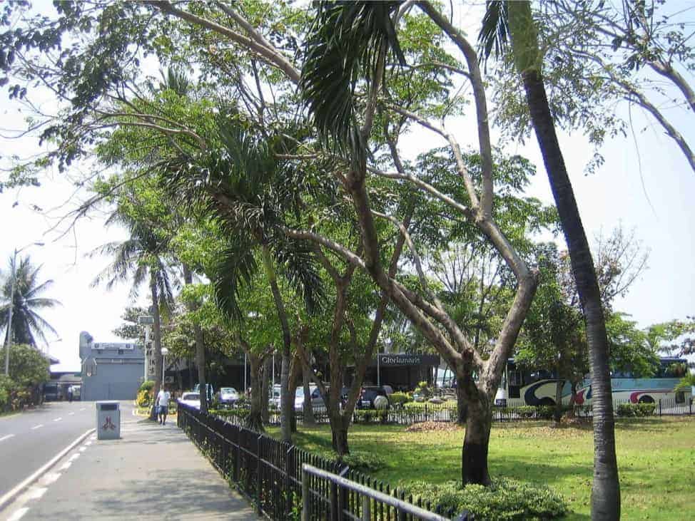 Cultural Center Of The Philippines (ccp) Roxas Boulevard