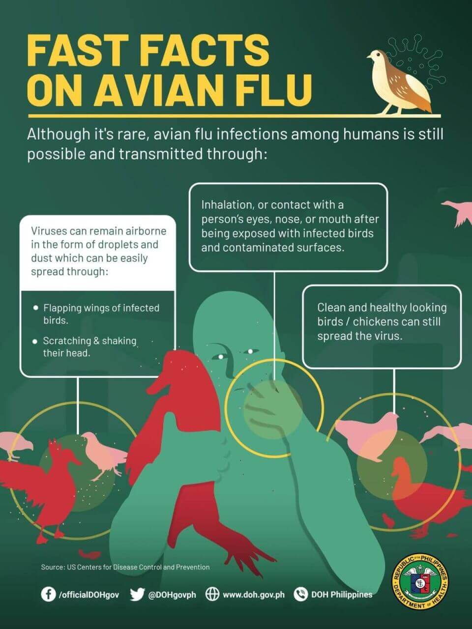 fast fact on avian flu doh