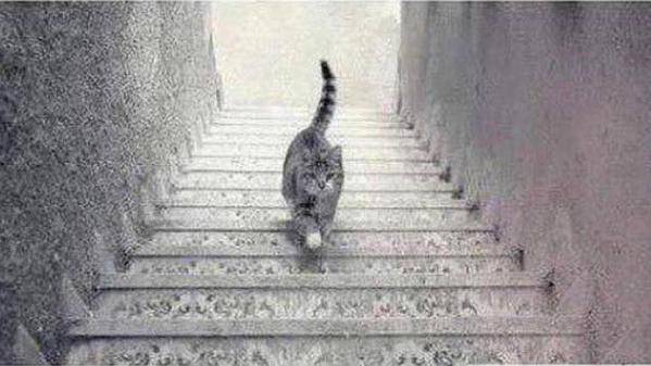 #CatStairs