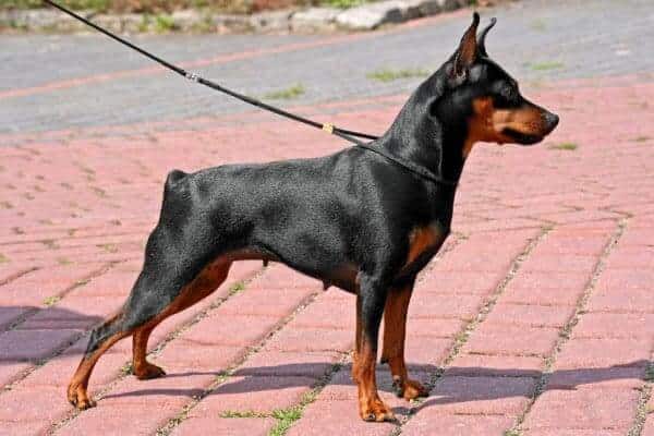 Miniature 2024 pinscher prices