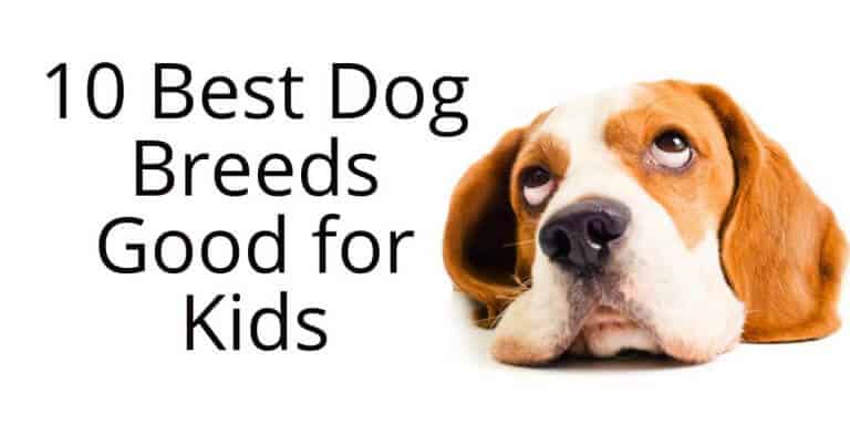 dogs as pets