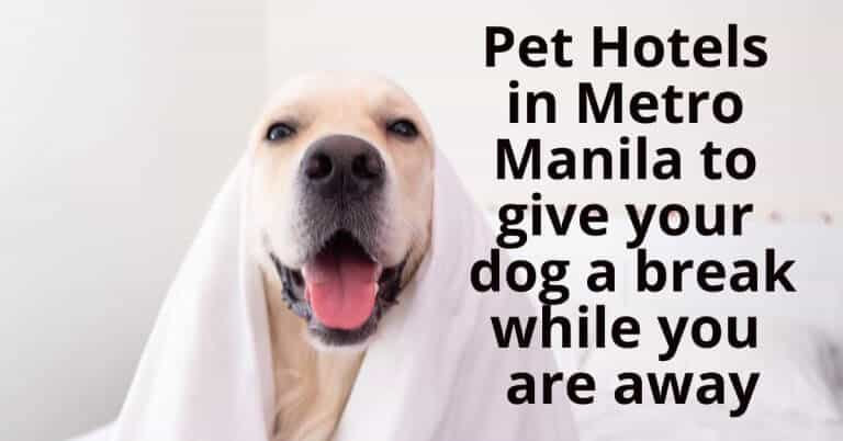 34 Pet Hotels in Metro Manila to give your dog a break while you are away