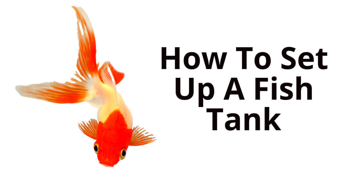 fish tank setup