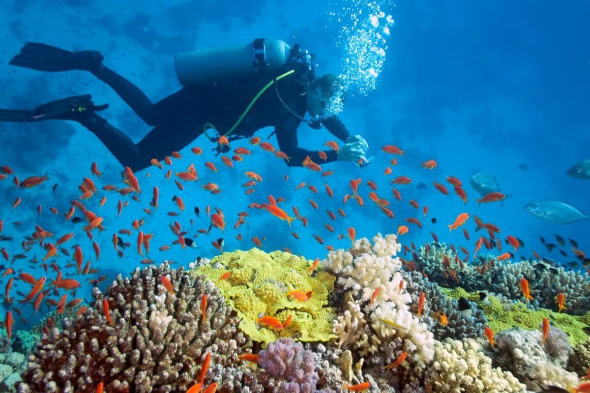 A scuba diver exploring the Red Sea.