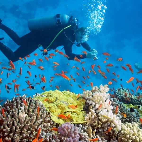 A scuba diver exploring the Red Sea.