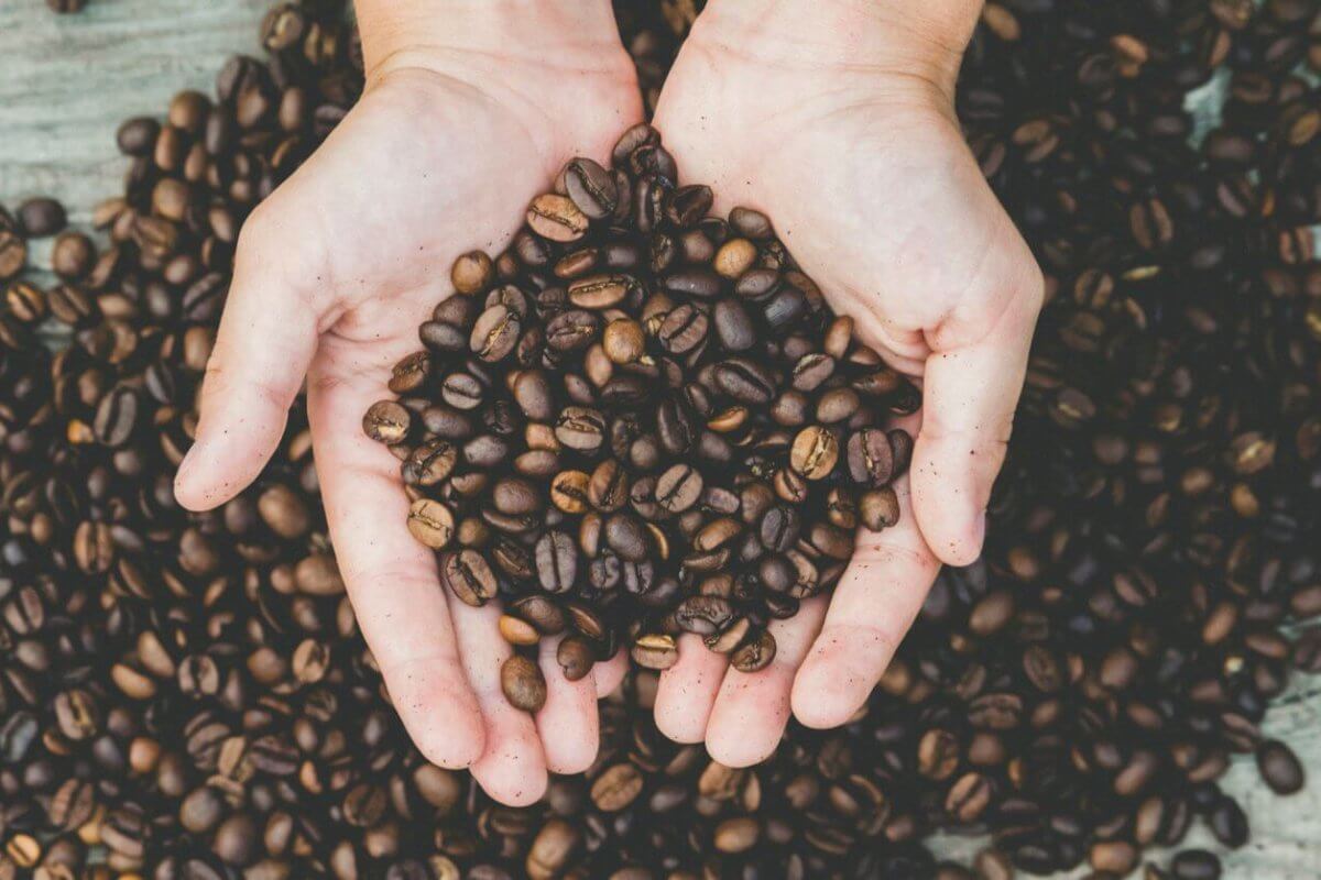 A pair of hands holding roasted coffee beans over a wooden surface covered with more Manila coffee beans, emphasizing abundance and nature's gift.