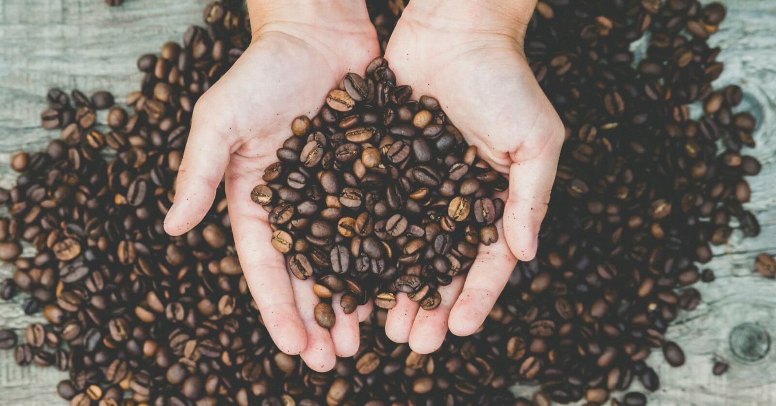 A pair of hands holding roasted coffee beans over a wooden surface covered with more Manila coffee beans, emphasizing abundance and nature's gift.