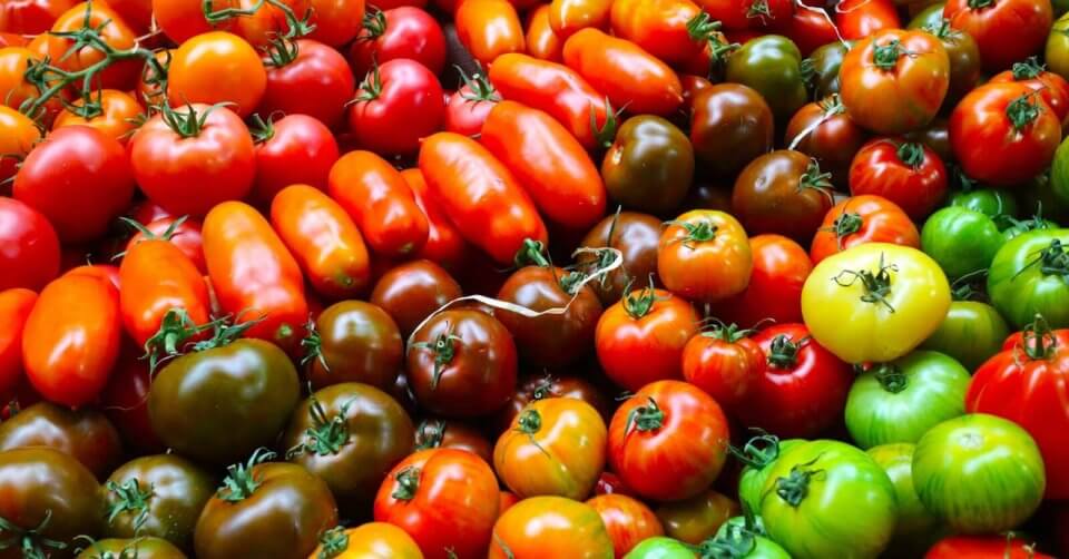 A vibrant assortment of organic tomatoes in various colors and shapes, including red, orange, yellow, green, and brown, fills the image. Showcasing a fresh harvest from a Manila market hotspot, some tomatoes have stems attached, adding a hint of greenery to the colorful display.