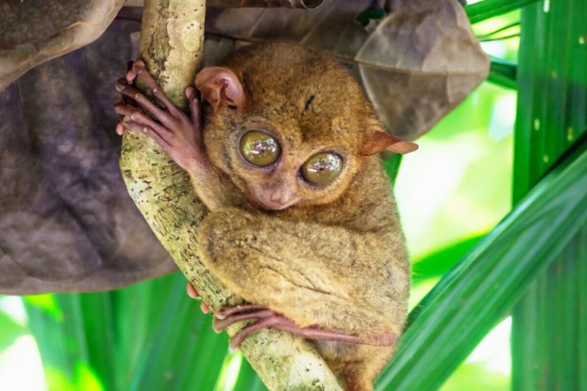 A tarsier clings to a tree branch with large, round eyes staring directly at the camera. Its tiny body is covered in brown fur, and it grips the branch with both its hands and feet. The background consists of lush green leaves and natural forest scenery, reminiscent of Bohol's serene environment and must-try restaurants nearby.
