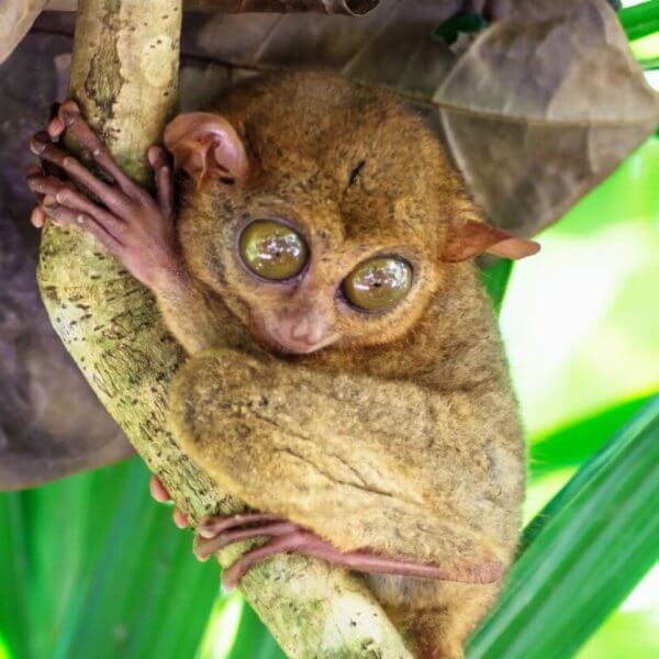 A tarsier clings to a tree branch with large, round eyes staring directly at the camera. Its tiny body is covered in brown fur, and it grips the branch with both its hands and feet. The background consists of lush green leaves and natural forest scenery, reminiscent of Bohol's serene environment and must-try restaurants nearby.