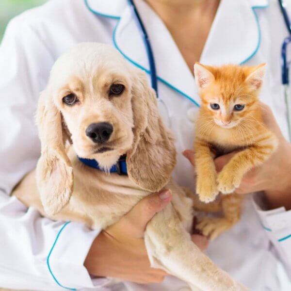 A veterinarian dressed in a white coat and stethoscope holds a small light brown puppy on the left and an orange kitten on the right. Both animals look calm, gently cradled in the vet's arms, at one of Metro Manila's top veterinary clinics. The background is soft-focused, suggesting an indoor medical setting.