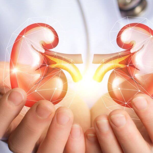 Image showing a person in a white coat holding a digital illustration of human kidneys with ureters. The kidneys, depicted in red and yellow, glow with light, symbolizing medical care or health. A stethoscope is partially visible around the person's neck, highlighting the role of The Best Nephrologist in clinics across Metro Manila.