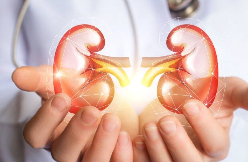 Image showing a person in a white coat holding a digital illustration of human kidneys with ureters. The kidneys, depicted in red and yellow, glow with light, symbolizing medical care or health. A stethoscope is partially visible around the person's neck, highlighting the role of The Best Nephrologist in clinics across Metro Manila.