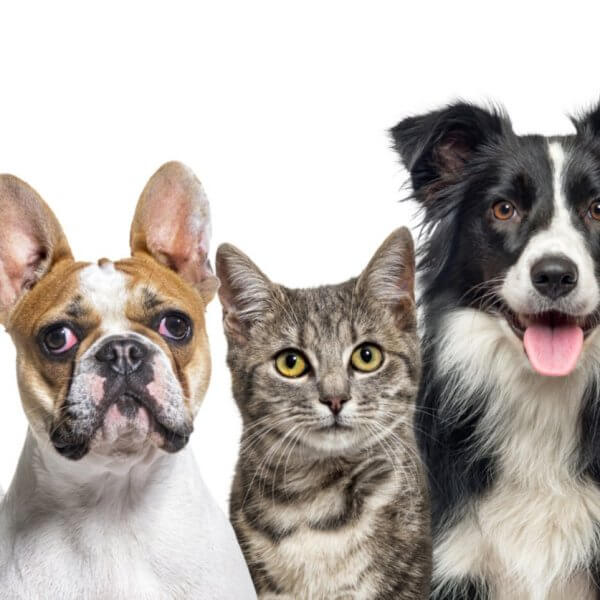 A group of five pets are shown against a white background. From left to right, there is a black and white cat, a French Bulldog with a light brown face and large ears, a grey tabby cat, a black and white Border Collie with its tongue out, and a Bengal cat with a spotted coat—the perfect lineup for any Pet Lover.