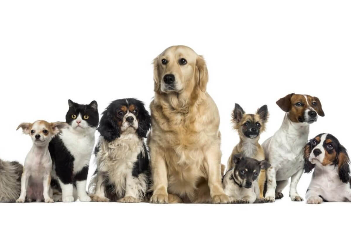 A group of nine pets sits against a white background. The group includes three cats and six dogs of varying breeds and sizes. The central dog is a large golden retriever. Other dogs include spotted, small breeds, and medium-sized dogs. The cats are a mix of fluffy and short-haired, reminiscent of those found in Metro Manila pet stores.