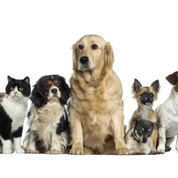 A group of nine pets sits against a white background. The group includes three cats and six dogs of varying breeds and sizes. The central dog is a large golden retriever. Other dogs include spotted, small breeds, and medium-sized dogs. The cats are a mix of fluffy and short-haired, reminiscent of those found in Metro Manila pet stores.