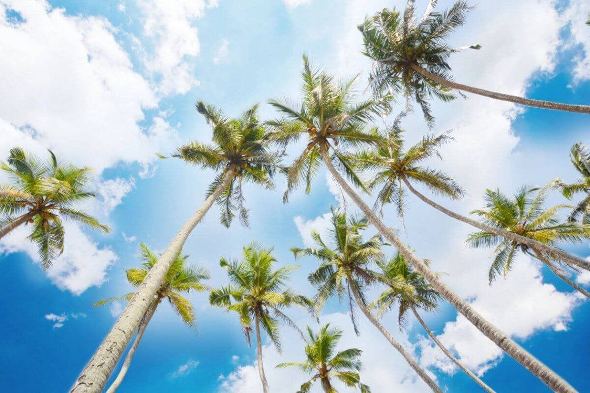 A view from below of tall palm trees reaching toward a bright blue sky with scattered white clouds in Calabarzon. The palm fronds are lush and green, swaying gently. The scene conveys a sense of tranquility and tropical beauty, with sunlight filtering through the leaves and casting soft shadows on the trees.