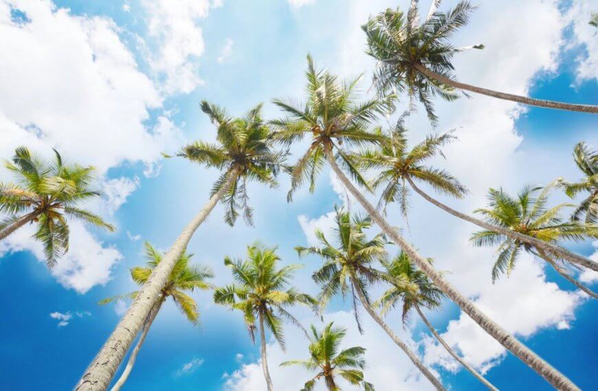 A view from below of tall palm trees reaching toward a bright blue sky with scattered white clouds in Calabarzon. The palm fronds are lush and green, swaying gently. The scene conveys a sense of tranquility and tropical beauty, with sunlight filtering through the leaves and casting soft shadows on the trees.