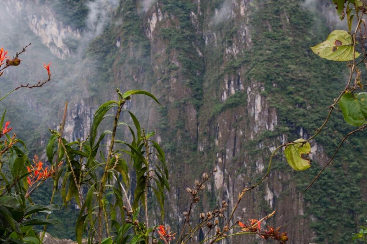 A lush, green mountain landscape in the Cordillera Administrative Region is partially covered with mist. Tall, rocky cliffs rise in the background, layered with dense vegetation. In the foreground, brightly colored orange flowers and green leaves provide a vivid contrast to the natural scenery.