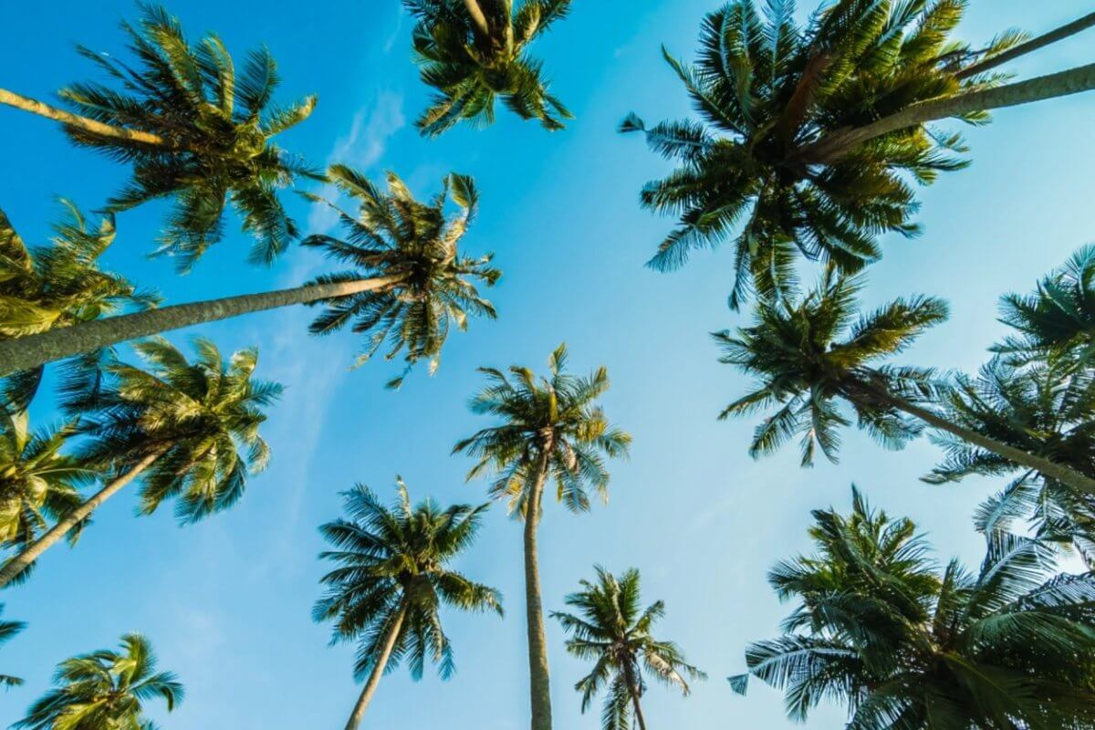 Gazing up at tall coconut trees is reminiscent of the coco lumber often found with wood suppliers in Metro Manila, set against a clear blue sky.
