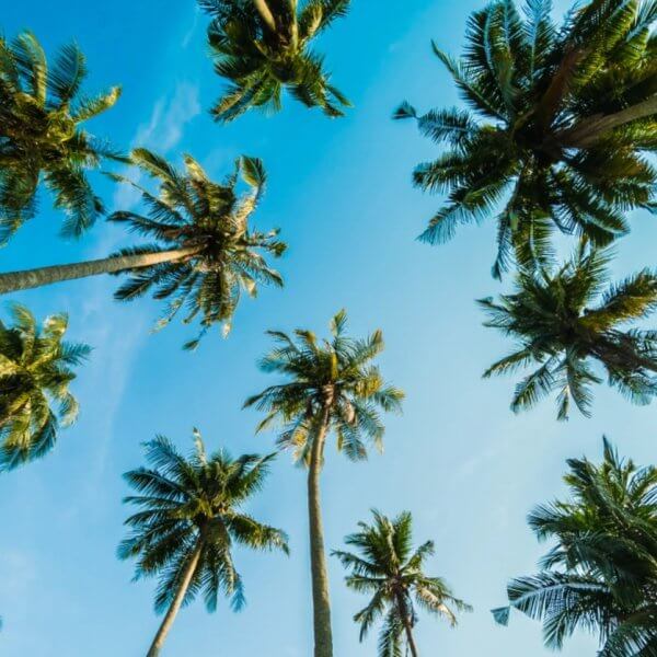 Gazing up at tall coconut trees is reminiscent of the coco lumber often found with wood suppliers in Metro Manila, set against a clear blue sky.