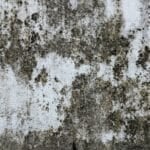 Is a Dehumidifier Worth It in the Philippines? (2026 Buying Guide) Mold and mildew growing on a concrete wall from Philippine rainy-season humidity, the kind of damp that a dehumidifier is meant to prevent