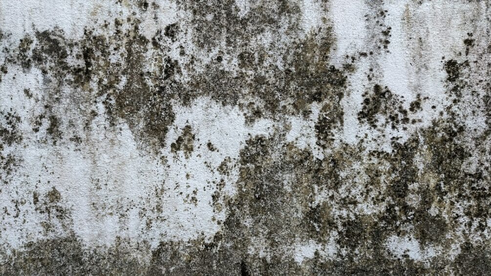 Mold and mildew growing on a concrete wall from Philippine rainy-season humidity, the kind of damp that a dehumidifier is meant to prevent