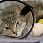 Is Pet Insurance Worth It in the Philippines? (2026 Guide) Tabby cat wearing a protective plastic cone and a bandaged paw during recovery from veterinary treatment in the Philippines, the kind of vet bill pet insurance is meant to cover