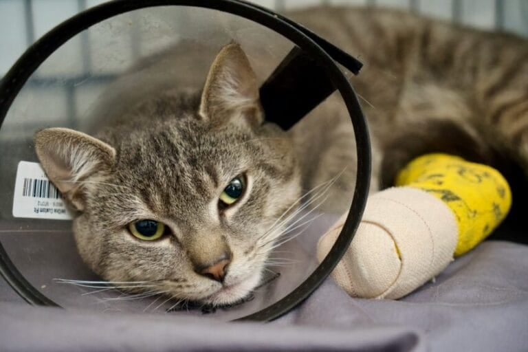 Tabby cat wearing a protective plastic cone and a bandaged paw during recovery from veterinary treatment in the Philippines, the kind of vet bill pet insurance is meant to cover